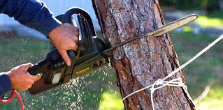 Best Tree Disease Treatment  in Del Rey, CA