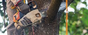 Best Tree Health Inspection  in Del Rey, CA