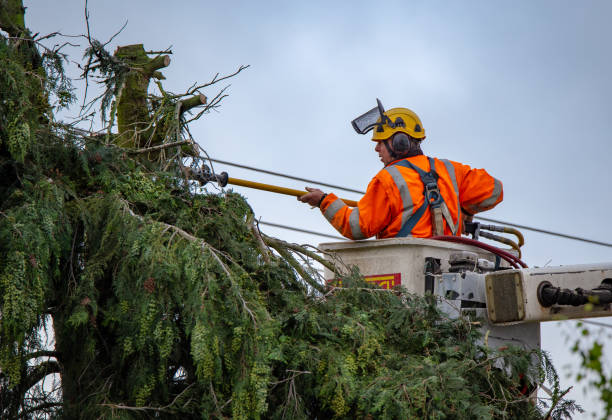 Best Arborist Consultation Services  in Del Rey, CA