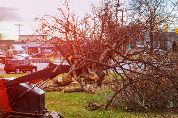 How Our Tree Care Process Works  in  Del Rey, CA