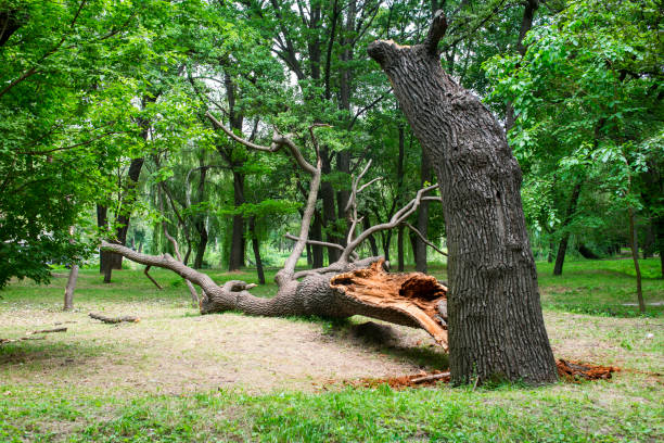 Best Tree Removal  in Del Rey, CA