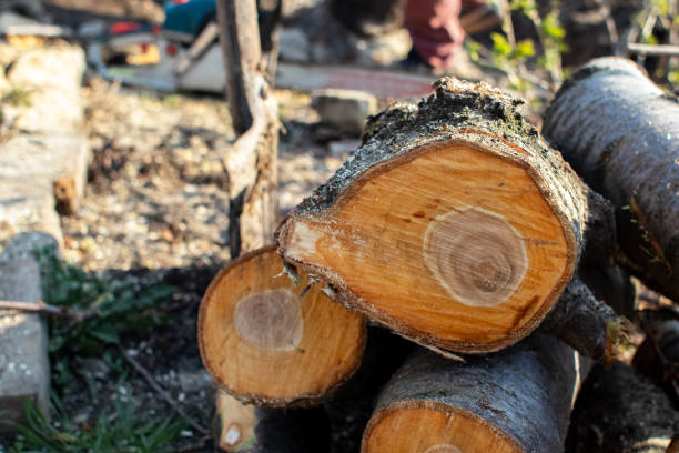 Best Utility Line Clearance  in Del Rey, CA