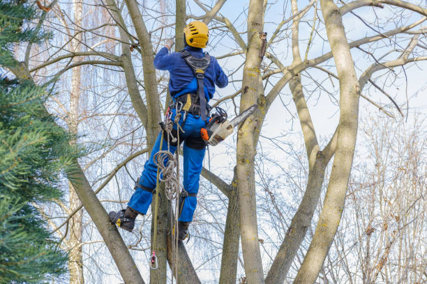 Best Lawn Pest Prevention  in Del Rey, CA