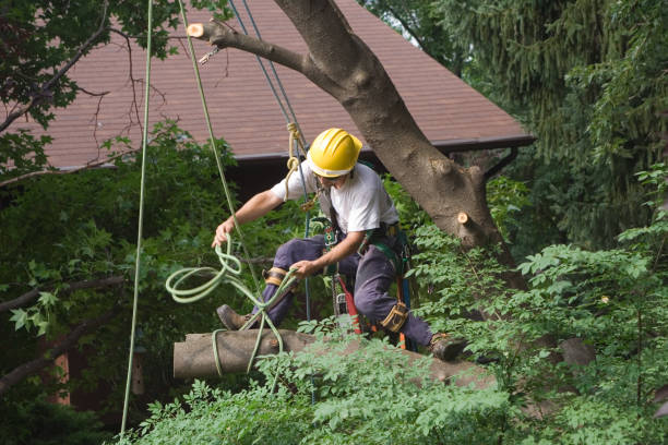 Best Tree and Shrub Care  in Del Rey, CA