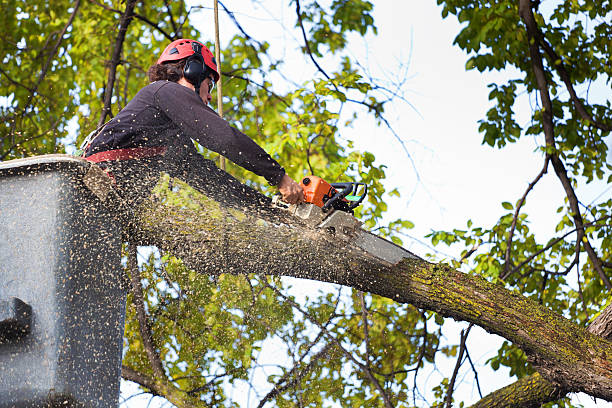 Best Tree Mulching  in Del Rey, CA