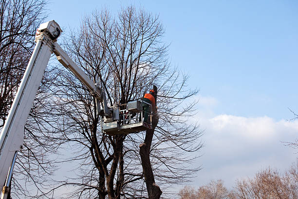 Trusted Del Rey, CA Tree Care Experts
