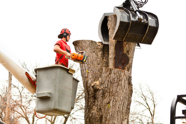 Best Tree Cabling and Bracing  in Del Rey, CA