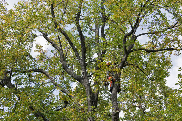 Best Tree Preservation Services  in Del Rey, CA