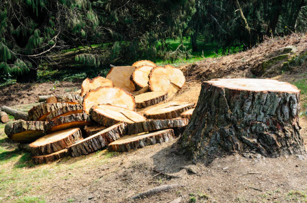 Best Tree Maintenance Programs  in Del Rey, CA